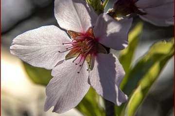 Manto de tonos blancos y rosas en Gran Canaria (Reportaje gráfico de Ildefonso Rodríguez)